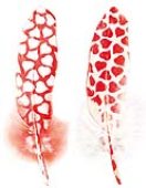 SE0067-Q-0003 Heart print feathers assorted 8pc/bag  Hearts-Feathers-Enkels-Feathers-red-white