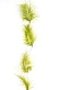 SE0012-H-0389 Garland with feathers, 220cm appelgroen  SE0012-H-0389